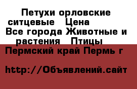 Петухи орловские ситцевые › Цена ­ 1 000 - Все города Животные и растения » Птицы   . Пермский край,Пермь г.